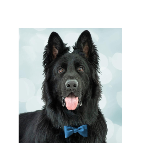 Christmas Personalised Cartooned Pet Baubles